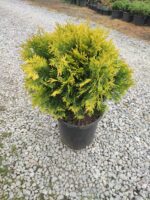 Sunkist mazı 30-40 cm boy ve çap