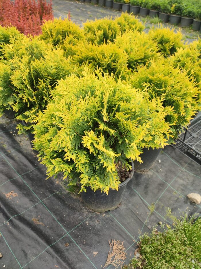 Sunkist mazı 30-40 cm boy ve çap - Görsel 4