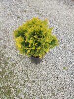 Sunkist mazı 30-40 cm boy ve çap - Görsel 3