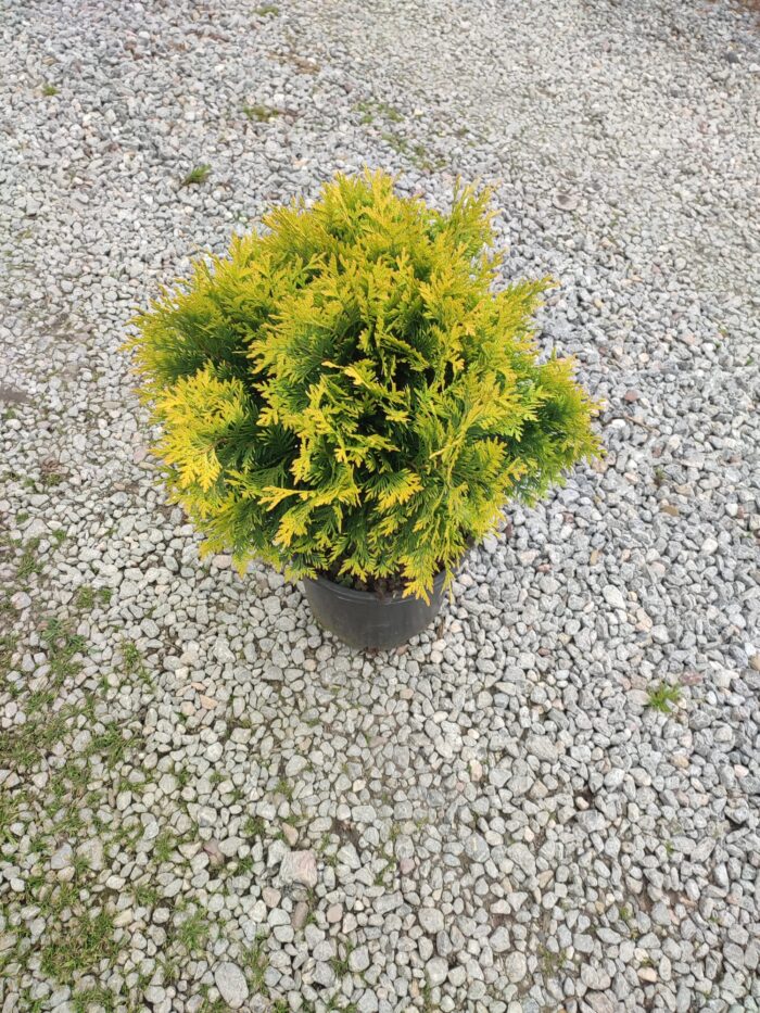 Sunkist mazı 30-40 cm boy ve çap - Görsel 3