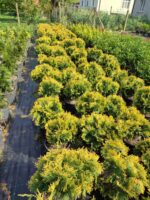 Sunkist mazı 30-40 cm boy ve çap - Görsel 6