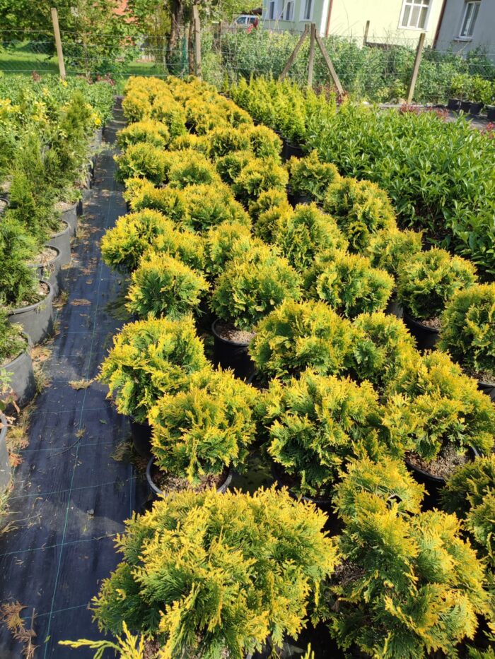 Sunkist mazı 30-40 cm boy ve çap - Görsel 6