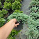 Mavi Sürünücü Ardıç 30-40cm çap