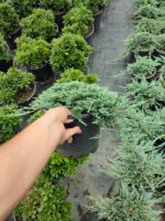 Mavi Sürünücü Ardıç 30-40cm çap