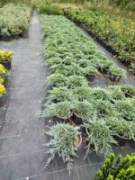 Mavi Sürünücü Ardıç 30-40cm çap - Görsel 9