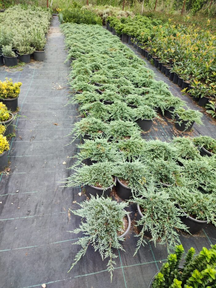 Mavi Sürünücü Ardıç 30-40cm çap - Görsel 9