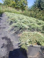 Mavi Sürünücü Ardıç 30-40cm çap - Görsel 3