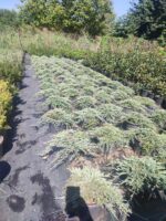 Mavi Sürünücü Ardıç 30-40cm çap - Görsel 4