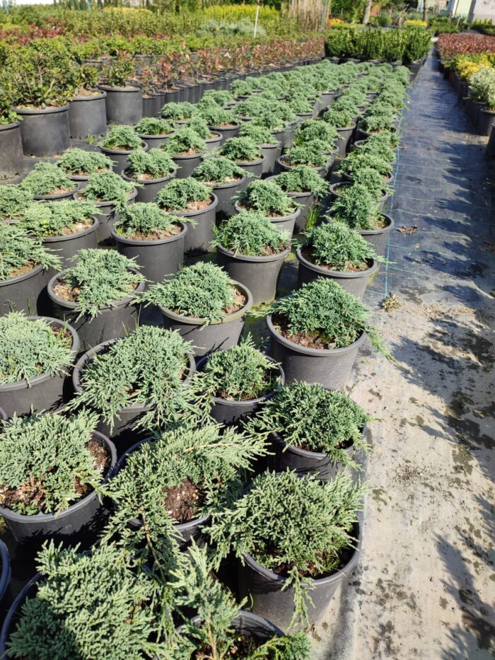 Skyrocket 250-300cm 35 Litre - Görsel 6