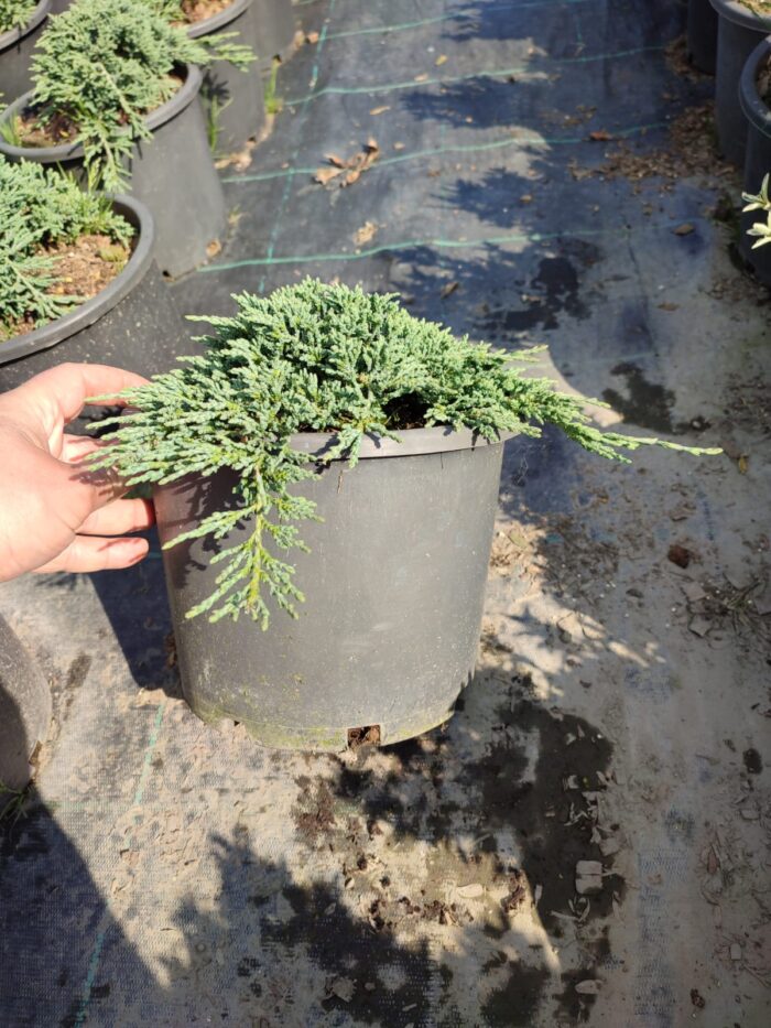 Skyrocket 250-300cm 35 Litre - Görsel 4