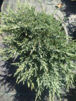 Mavi Sürünücü Ardıç 30-40cm çap - Görsel 5