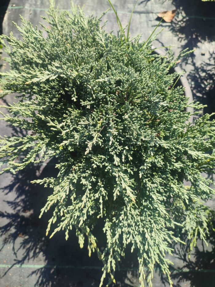 Mavi Sürünücü Ardıç 30-40cm çap - Görsel 5