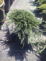 Mavi Sürünücü Ardıç 30-40cm çap - Görsel 6