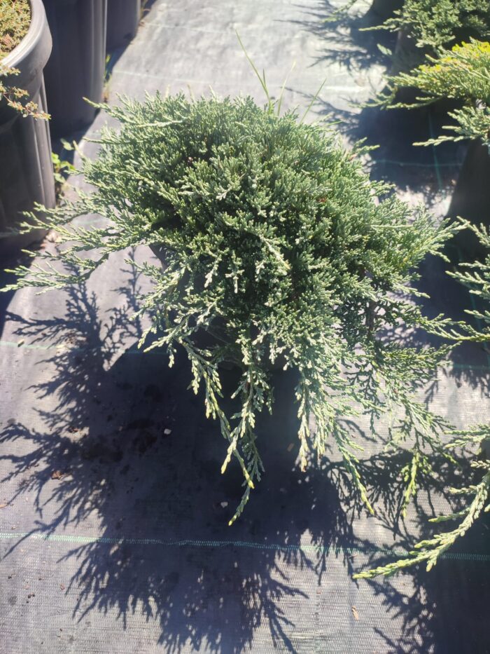 Mavi Sürünücü Ardıç 30-40cm çap - Görsel 6