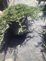 Mavi Sürünücü Ardıç 30-40cm çap - Görsel 7