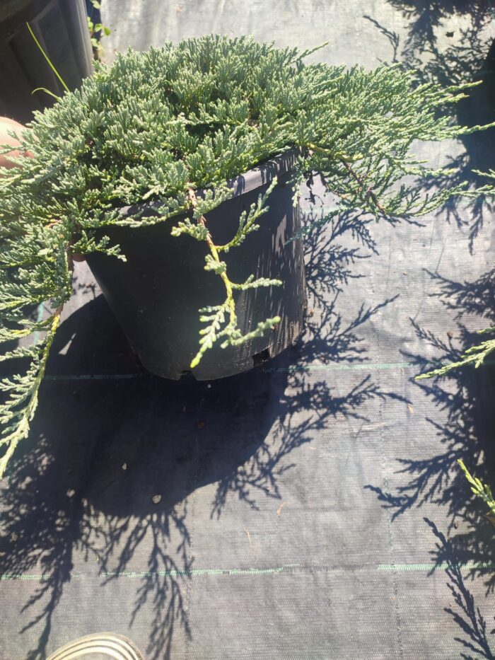 Mavi Sürünücü Ardıç 30-40cm çap - Görsel 7