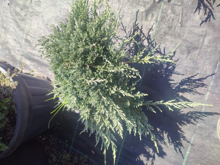 Mavi Sürünücü Ardıç 30-40cm çap - Görsel 8