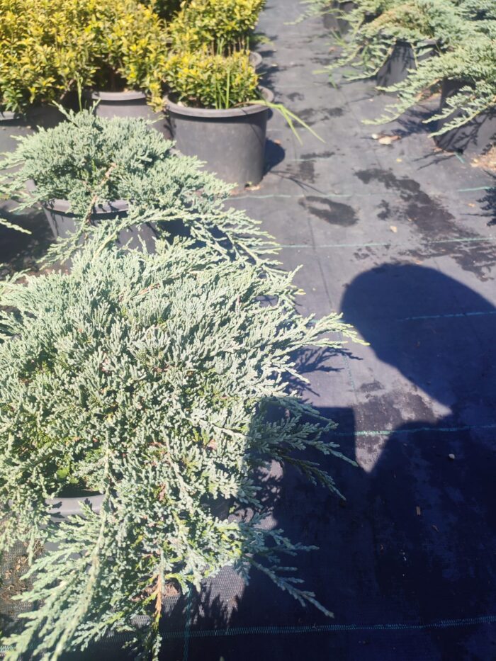 Mavi Sürünücü Ardıç 30-40cm çap - Görsel 2