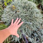 Mavi Sürünücü Ardıç 60-80cm çap, (Juniperus Horizontalis Blue Chip)