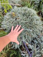 Mavi Sürünücü Ardıç 60-80cm çap, (Juniperus Horizontalis Blue Chip)