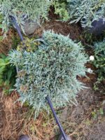 Mavi Sürünücü Ardıç 60-80cm çap, (Juniperus Horizontalis Blue Chip) - Görsel 3