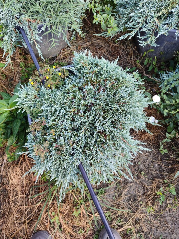 Mavi Sürünücü Ardıç 60-80cm çap, (Juniperus Horizontalis Blue Chip) - Görsel 3