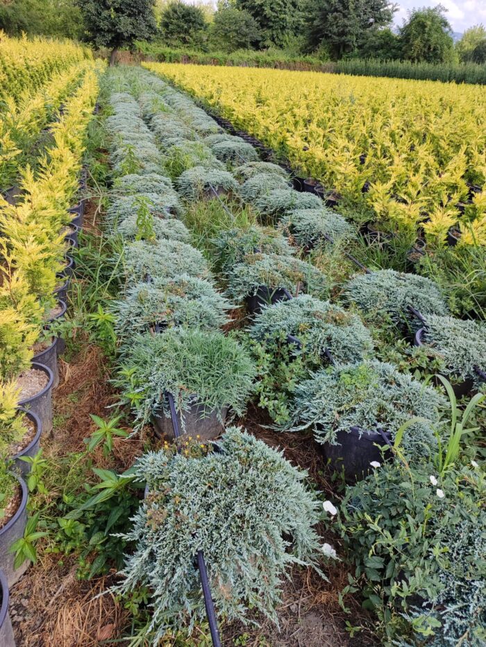 Mavi Sürünücü Ardıç 60-80cm çap, (Juniperus Horizontalis Blue Chip) - Görsel 2