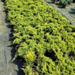 Sarı Sürünücü Ardıç 20-30cm Çap (Juniperus Horizontalis Yellow Chip)
