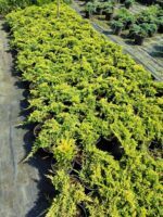Sarı Sürünücü Ardıç 20-30cm Çap (Juniperus Horizontalis Yellow Chip)