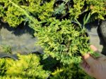 Sarı Sürünücü Ardıç 20-30cm Çap (Juniperus Horizontalis Yellow Chip) - Görsel 2