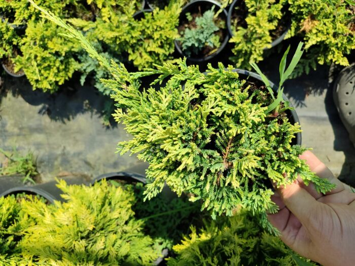 Sarı Sürünücü Ardıç 20-30cm Çap (Juniperus Horizontalis Yellow Chip) - Görsel 2