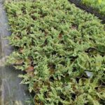 Sürünücü Ardıç Yeşil 20-30cm