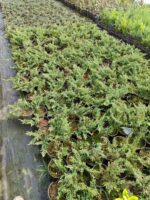 Sürünücü Ardıç Yeşil 20-30cm