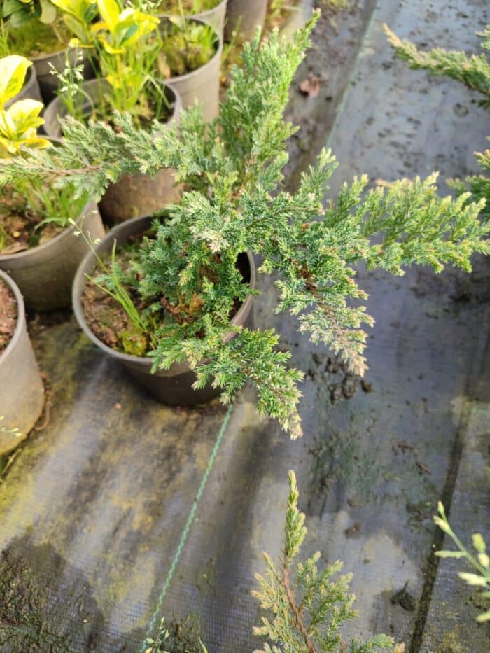 Sürünücü Ardıç Yeşil 20-30cm - Görsel 2