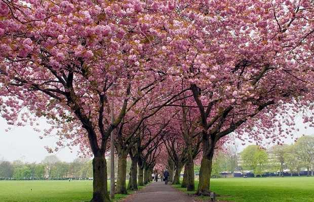 Bahçe süs ağaçları