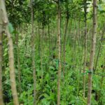 Süs Elması, Malus, 12-14Q