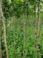 Süs Elması, Malus, 12-14Q