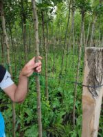 Süs Elması, Malus, 14-16Q - Görsel 4