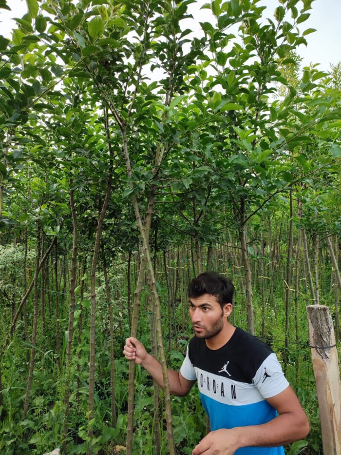 Süs Elması, Malus, 12-14Q - Görsel 2