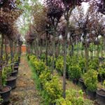 Süs Eriği Prunus Cerasifera Pissardii Nigra 12-14Q