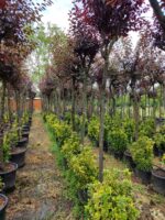 Süs Eriği Prunus Cerasifera Pissardii Nigra 18-20Q - Görsel 3