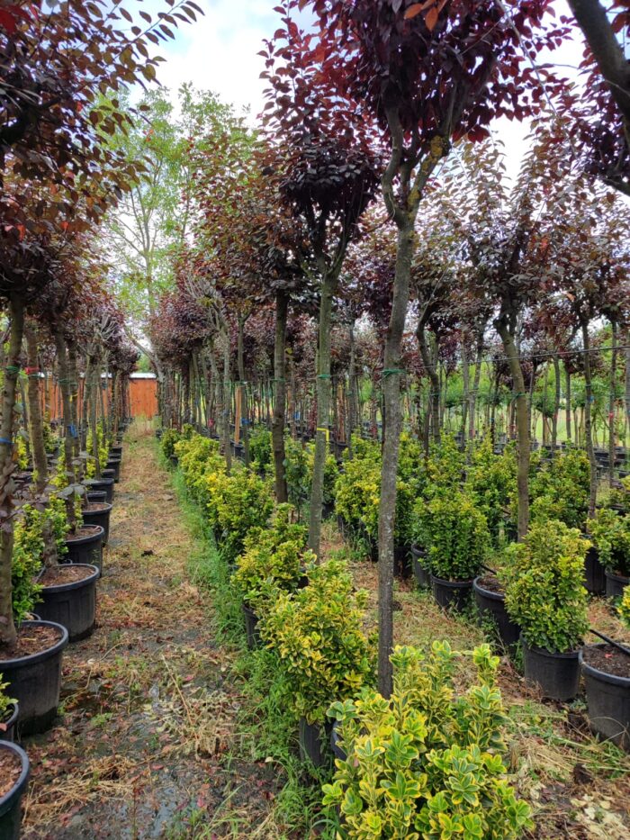 Süs Eriği Prunus Cerasifera Pissardii Nigra 18-20Q - Görsel 3