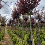 Süs Eriği Prunus Cerasifera Pissardii Nigra 14-16Q