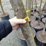 Süs Eriği Prunus Cerasifera Pissardii Nigra 18-20Q