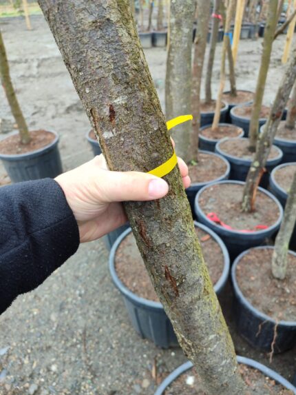 Süs Eriği Prunus Cerasifera Pissardii Nigra 20-25Q