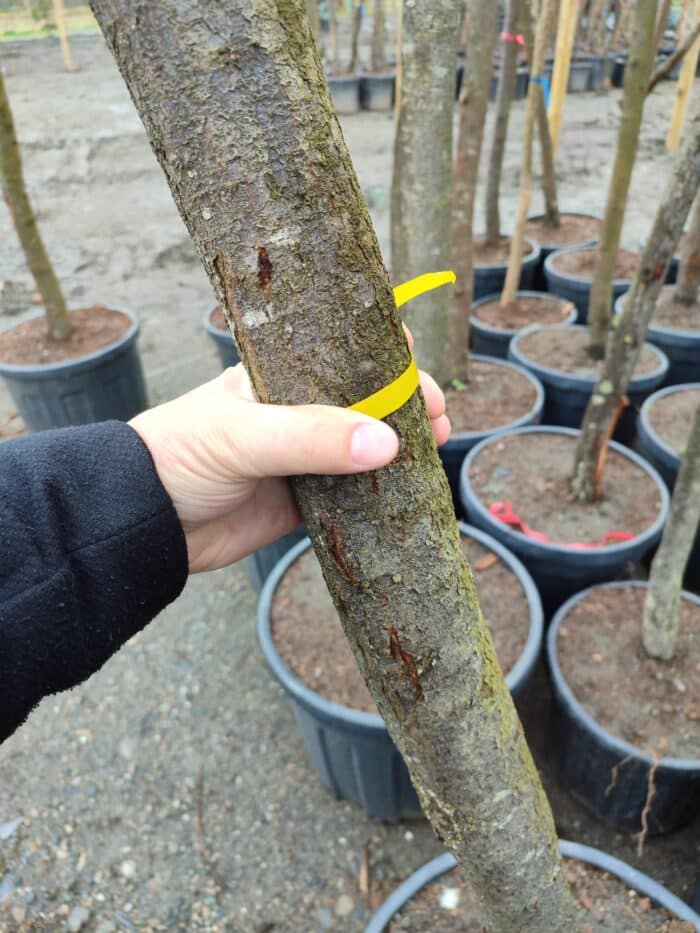 Süs Eriği Prunus Cerasifera Pissardii Nigra 14-16Q - Görsel 4