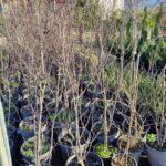 Prunus cerasifera, Çalı Süs Eriği 125-150cm