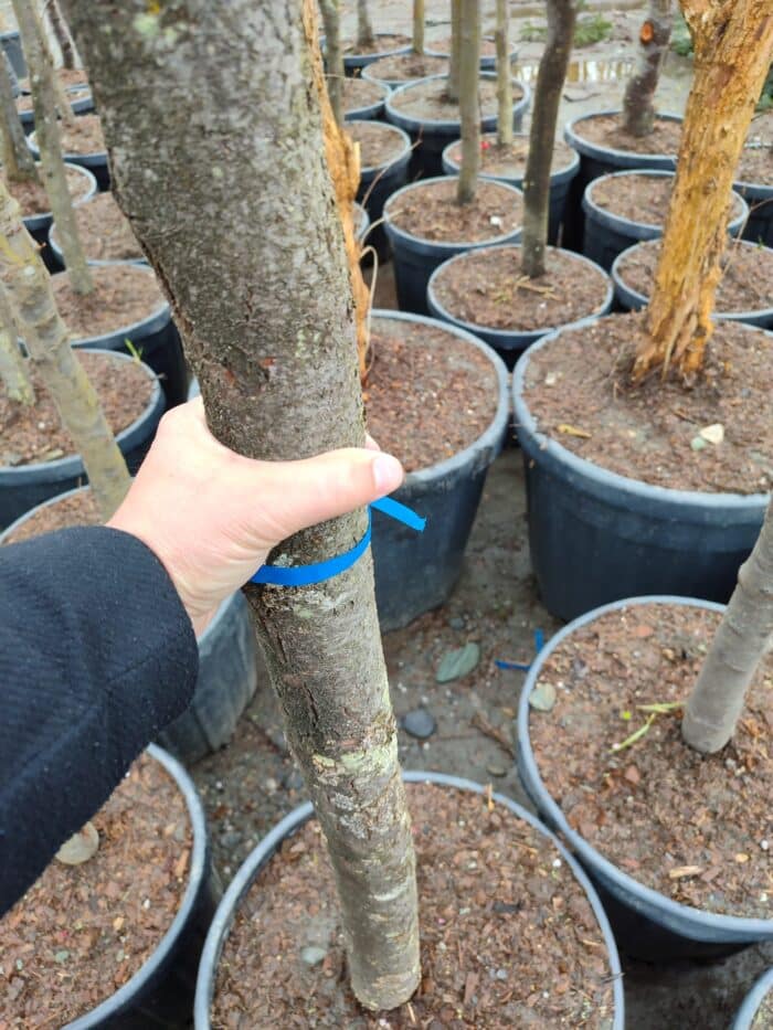 Süs Eriği Prunus Cerasifera Pissardii Nigra 18-20Q - Görsel 7