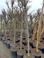 Süs Eriği Prunus Cerasifera Pissardii Nigra 18-20Q - Görsel 6