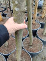 Süs Eriği Prunus Cerasifera Pissardii Nigra 18-20Q - Görsel 5